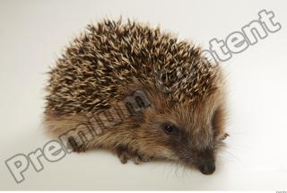 Hedgehog - Erinaceus europaeus  0077